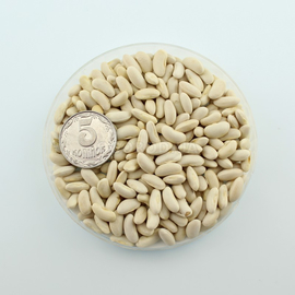 Семена фасоли спаржевой «Ориноко» / Orinoco, ТМ OGOROD - 10 семян