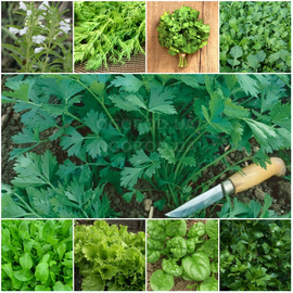 Набор семян «Зелёная грядка» - 10 пакетиков