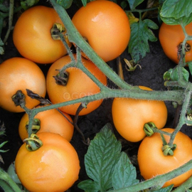 Семена томата «Oranze» (Оранж), ТМ Semo - 20 семян