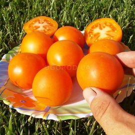 Семена томата «Персик оранжевый», серия «От автора» - 10 семян
