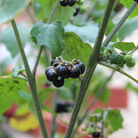 Семена паслена черного / Solanum nigrum, ТМ OGOROD - 20 семян