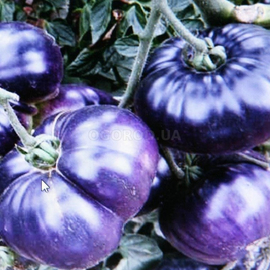 Семена томата «Фиолетовое чудо», ТМ OGOROD - 20 семян
