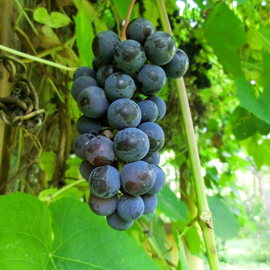 Семена винограда «Изабелла», ТМ OGOROD - 10 семян