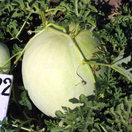 Семена арбуза «Светлячок», ТМ OGOROD - 10 семян