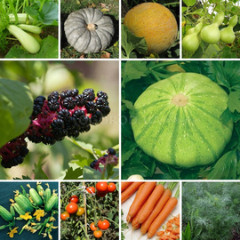 Макси набор семян овощей «Мечта огородника» - 45 пакетиков