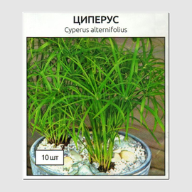 Семена циперуса / Cyperus alternifolius, ТМ Benary (Германия) - 10 семян