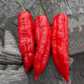 Семена перца острого «Bhut Jolokia Elongate Red» (Бхут Джолокия удлиненная красная), серия «От автора» - 5 семян