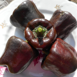 Семена перца острого «Chilhuacle Negro» (Чилхуакле негро), серия «От автора» - 5 семян