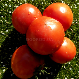 Семена томата «Минусинский Яблочный усыпной», серия «От автора» - 10 семян
