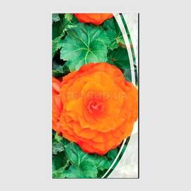 Семена бегонии крупноцветковой «Оранжевая», ТМ «СЕМЕНА УКРАИНЫ» - 15 семян
