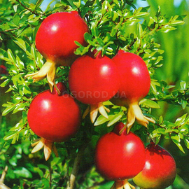 Семена граната карликового «Карфаген» / Punica granatum var.nana L., ТМ «ГАВРИШ» - 5 семян