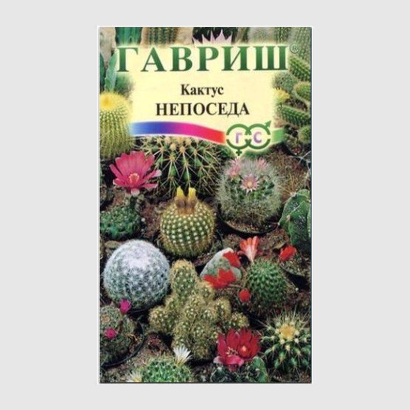Кликните для увеличения изображения Семена кактуса «Непоседа», ТМ «ГАВРИШ» - 0,05 грамма