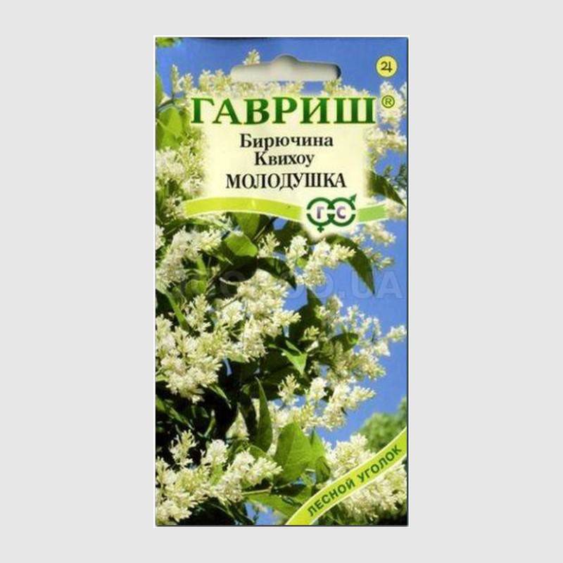 Кликните для увеличения изображения Семена бирючины квихоу «Молодушка», ТМ «ГАВРИШ» - 0,3 грамма