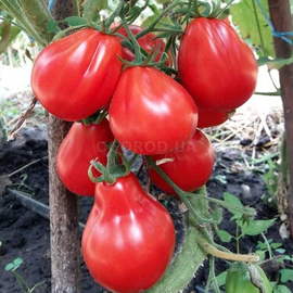 Семена томата «Трюфель красный», TM OGOROD - 20 семян