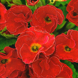 Семена примулы махровой F1 «Ромио», красная / Primula acaulis, ТМ Satimex - 3 семечки