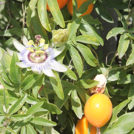Семена пассифлоры сьедобной или маракуйи / Passiflora edulis, ТМ OGOROD - 5 семян