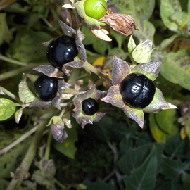 Семена беладонны обыкновенной «Красавка» / Atropa belladonna, ТМ OGOROD - 0,1 грамма