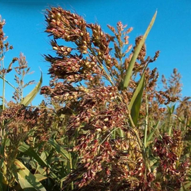 Семена суданской травы «Голубовская 25», ТМ OGOROD - 25 грамм