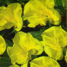 Семена энотеры миссурийской желтой, ТМ W. Legutko - 0,1 грамма