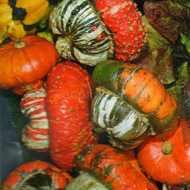 Семена тыквы декоративной «Султанский Тюрбан», ТМ W. Legutko - 5 семян