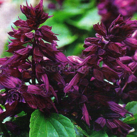 Семена сальвии блестящей пурпурно-фиолетовой, ТМ W. Legutko - 0,2 грамма