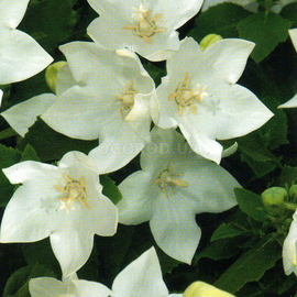 Семена платикодона крупноцветкового белого, ТМ W. Legutko - 50 семян