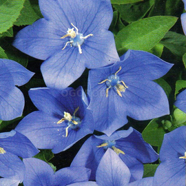 Семена платикодона крупноцветкового голубого, ТМ W. Legutko - 50 семян