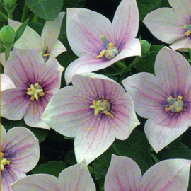 Семена платикодона крупноцветкового розового, ТМ W. Legutko - 50 семян