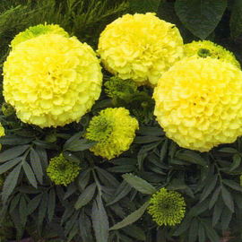 Семена бархатцев прямостоячих, низкорослых «Антигуа» F1 (кремово-желтые), ТМ W. Legutko - 10 семян