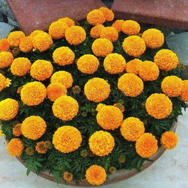 Семена бархатцев прямостоячих «Дискавери» F1 (оранжевые), ТМ W. Legutko - 10 семян