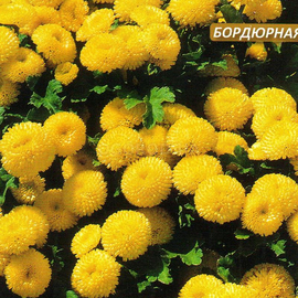 Семена хризантемы «Золотой шар», ТМ W. Legutko - 0,05 грамма