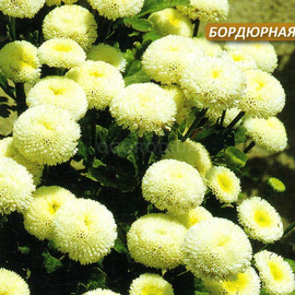 Семена хризантемы «Снежный шар», ТМ W. Legutko - 0,05 грамма