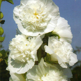 Семена мальвы «Шатёр белая», ТМ W. Legutko - 0,3 грамма