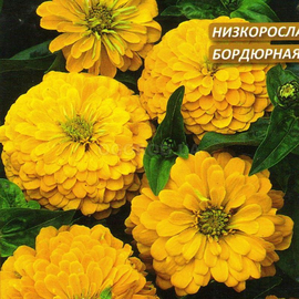 УЦЕНКА - Семена циннии «Лилипутэк желтая», ТМ W. Legutko - 0,2 грамма