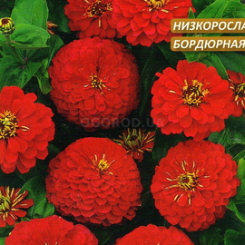Семена циннии «Лилипутэк красная», ТМ W. Legutko - 0,2 грамма