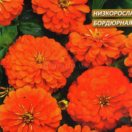 Семена циннии «Лилипутэк оранжевая», ТМ W. Legutko - 0,2 грамма