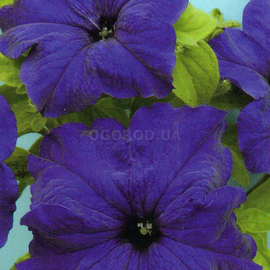УЦЕНКА - Семена петунии крупноцветковой насыщенно-синей, ТМ Cerny - 50 семян