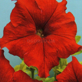 Семена петунии крупноцветковой насыщенно-красной, ТМ Cerny - 50 семян