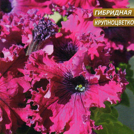 Семена петунии «Афродита пурпурная» F1, ТМ Cerny - 10 семян