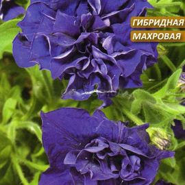 Семена петунии «Акварель темно-синяя» F1, ТМ Cerny - 10 семян