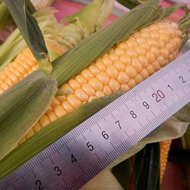 Семена кукурузы суперсладкой «Орландо» F1 («Византия» F1), ТМ «МНАГОР» - 10 семян