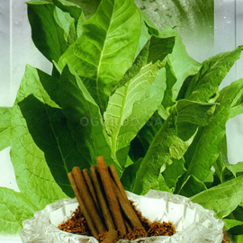 Семена табака «Дюбек», ТМ SeedEra - 0,05 грамма
