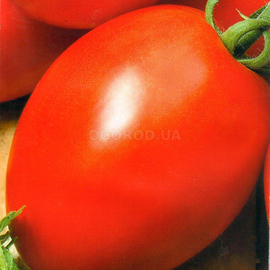 Семена томата «Де-Барао гигант красный», ТМ «СЕМЕНА УКРАИНЫ» - 0,1 грамма