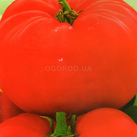 Семена томата «Ожаровский малиновый гигант», ТМ «Елітсортнасіння» - 0,1 грамма