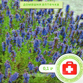 Семена иссопа лекарственного, ТМ Hem Zaden (Голландия) - 0,1 грамма