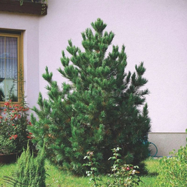 Семена сосны румелийской / Pinus peuce, ТМ OGOROD - 10 семян