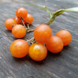 Семена отриколи / Solanum nigrum Otricoli, ТМ OGOROD - 10 семян