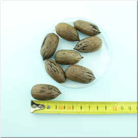Семена ореха пекан «Melrose», ТМ OGOROD - 1 орех