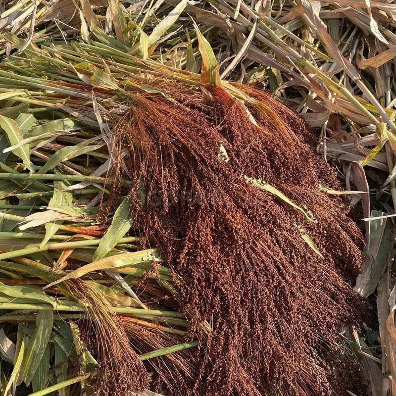 Сорго семена веник. Метелка семена. Сорго белое семена. Семена сорго веничное. Сорго черное.