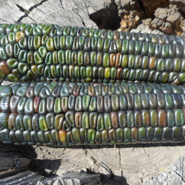 Семена кукурузы попкорн «Оаксаканская зеленая» / Oaxacan Green, TM OGOROD - 5 семян